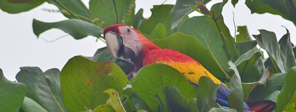 Captivating Costa Rica